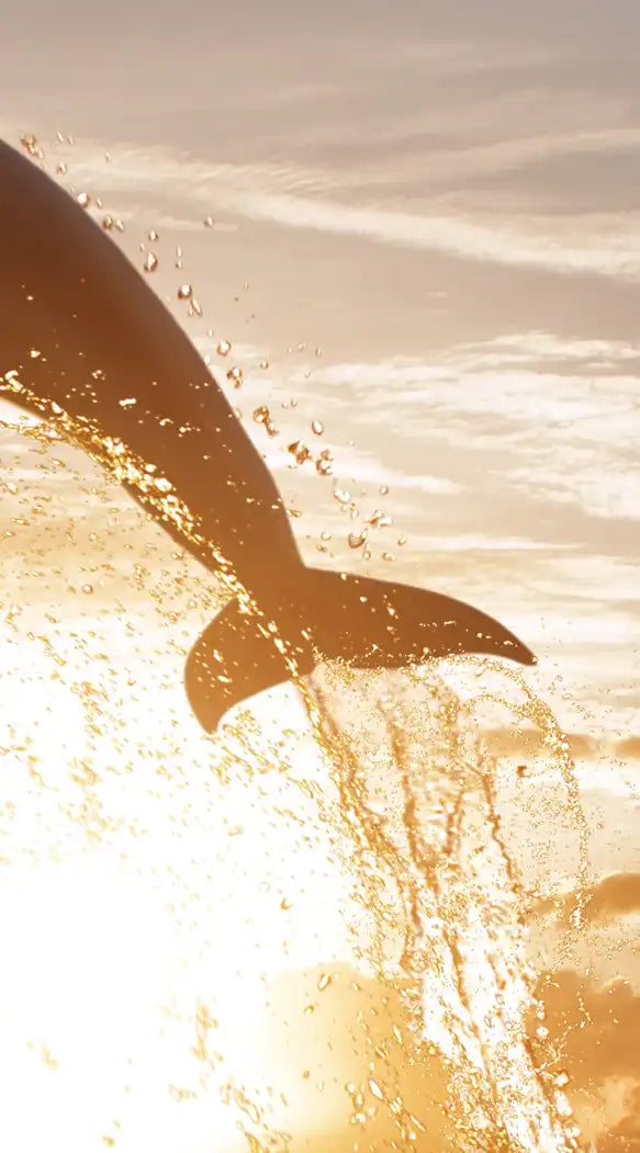 Jumping Dolphin Wall Art