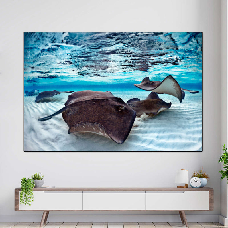 Stingrays Sea Life Wall Art