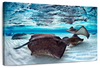 Stingrays Sea Life Wall Art