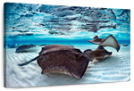 Stingrays Sea Life Wall Art
