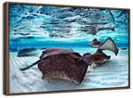 Stingrays Sea Life Wall Art