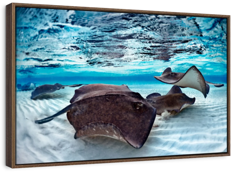 Stingrays Sea Life Wall Art