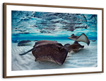 Stingrays Sea Life Wall Art