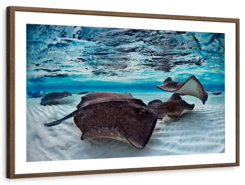 Stingrays Sea Life Wall Art