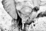 Kenyan Baby Elephant Wall Art