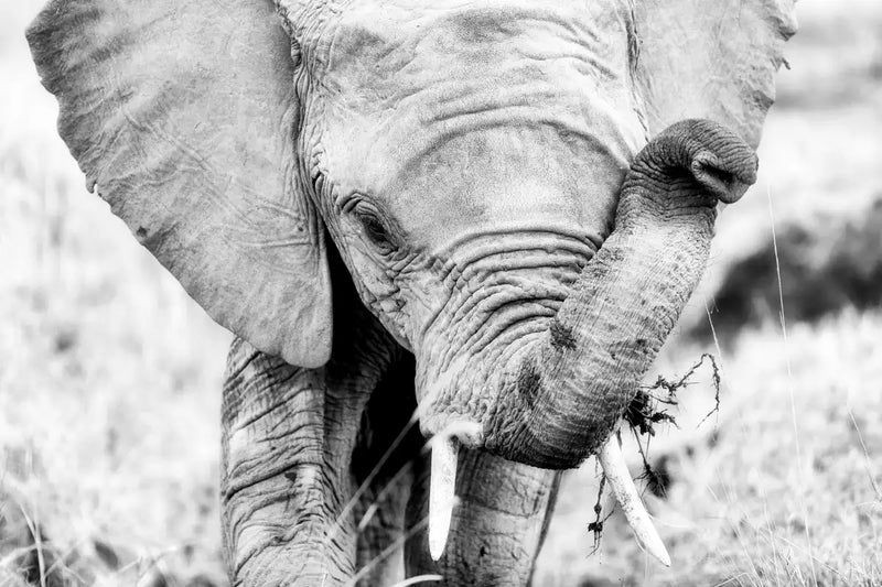 Kenyan Baby Elephant Wall Art