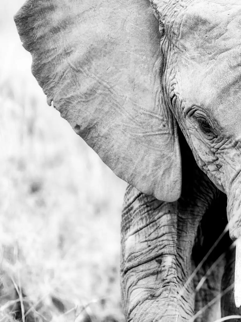 Kenyan Baby Elephant Wall Art