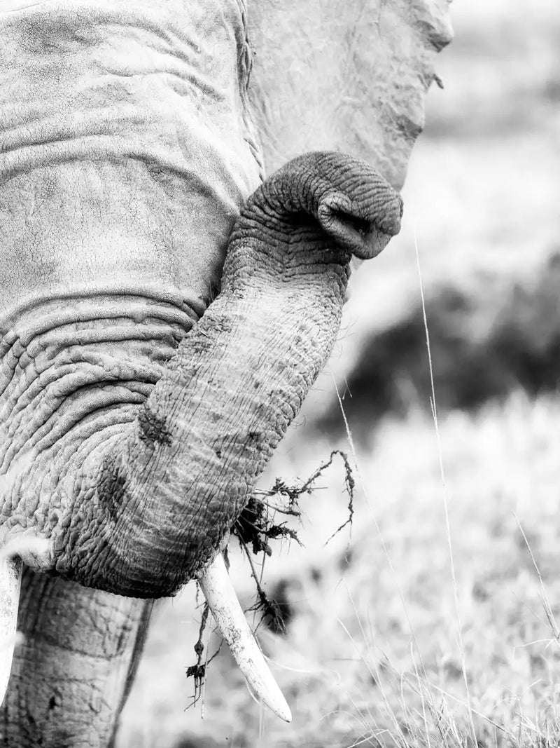 Kenyan Baby Elephant Wall Art
