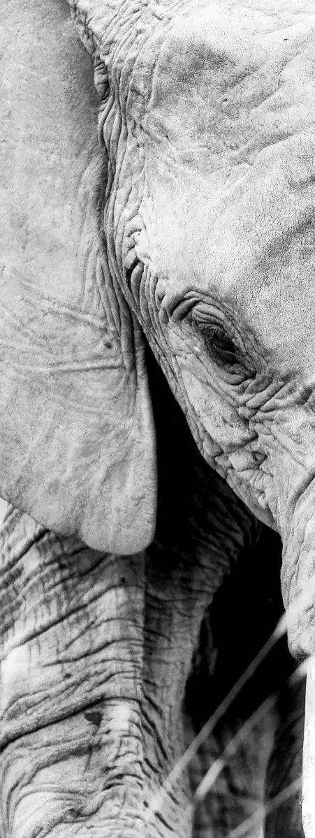 Kenyan Baby Elephant Wall Art