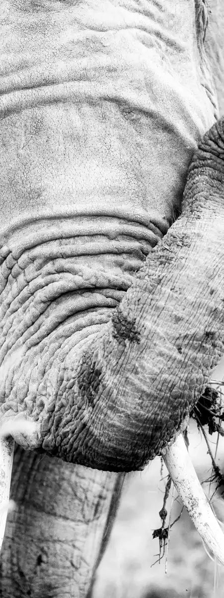 Kenyan Baby Elephant Wall Art