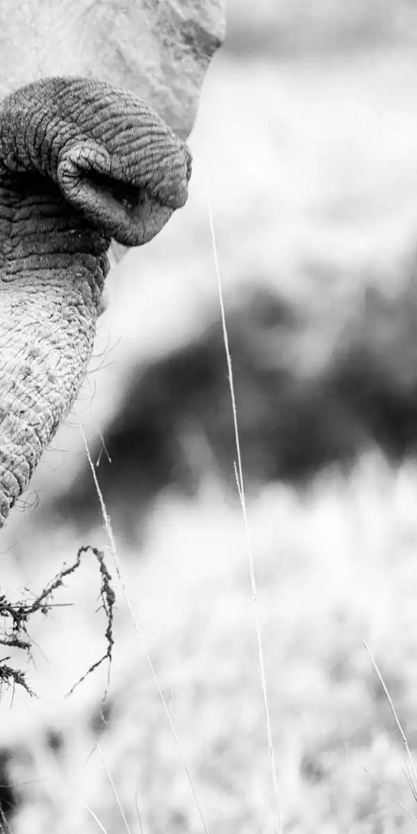 Kenyan Baby Elephant Wall Art