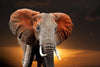 Kenyan Elephant Wall Art