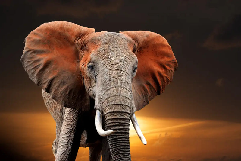 Kenyan Elephant Wall Art