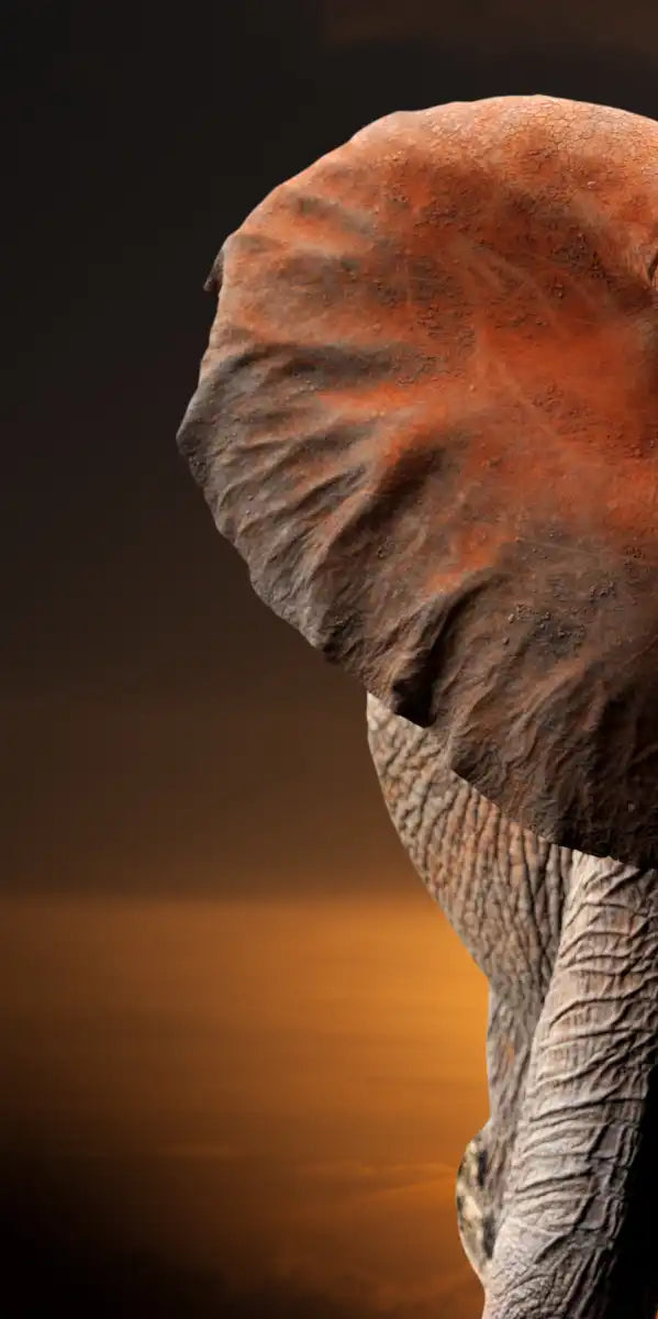 Kenyan Elephant Wall Art