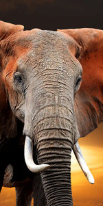 Kenyan Elephant Wall Art