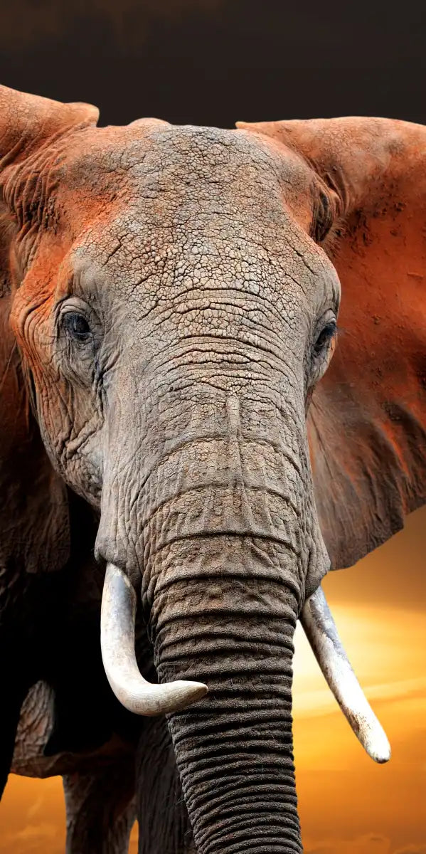 Kenyan Elephant Wall Art