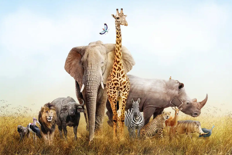 Kenyan Safari Animals Wall Art