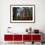Vibrant Redwood Wall Art