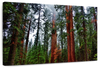 Vibrant Redwood Wall Art