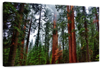 Vibrant Redwood Wall Art