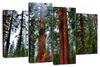 Vibrant Redwood Wall Art