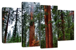 Vibrant Redwood Wall Art