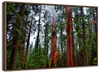 Vibrant Redwood Wall Art