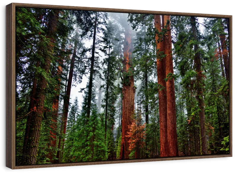 Vibrant Redwood Wall Art