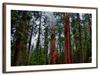 Vibrant Redwood Wall Art