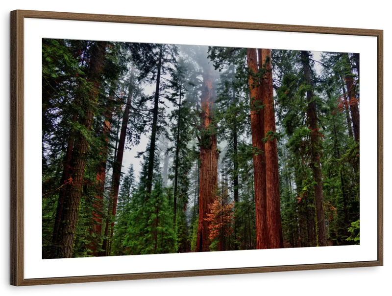 Vibrant Redwood Wall Art