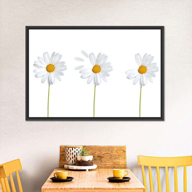 Plucked Daisies Wall Art