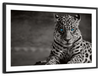 Jaguar Eyes Pop Wall Art