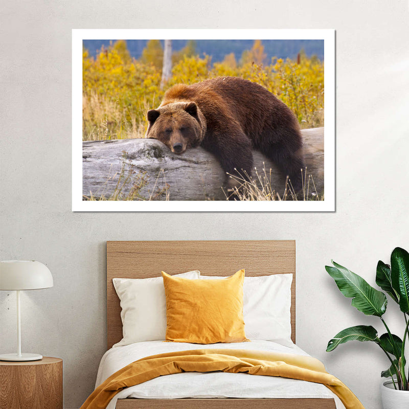 Resting Grizzly Bear Wall Art