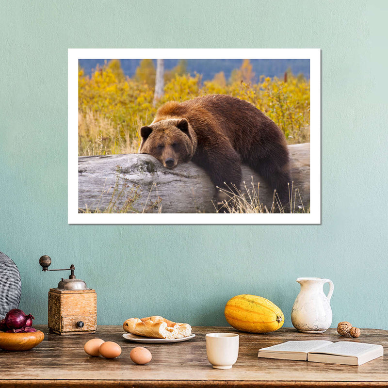 Resting Grizzly Bear Wall Art