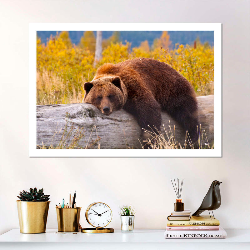 Resting Grizzly Bear Wall Art