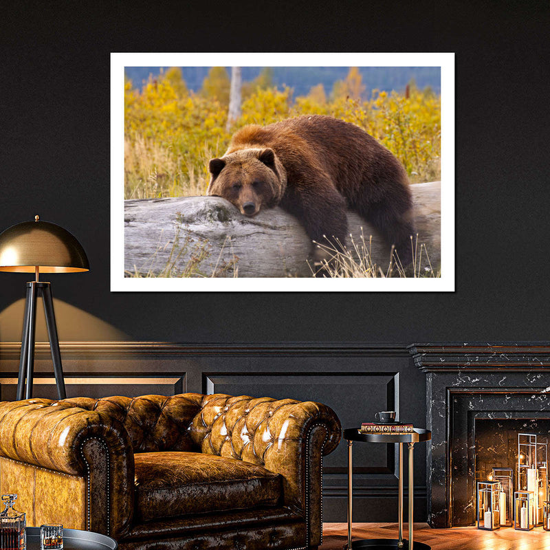 Resting Grizzly Bear Wall Art