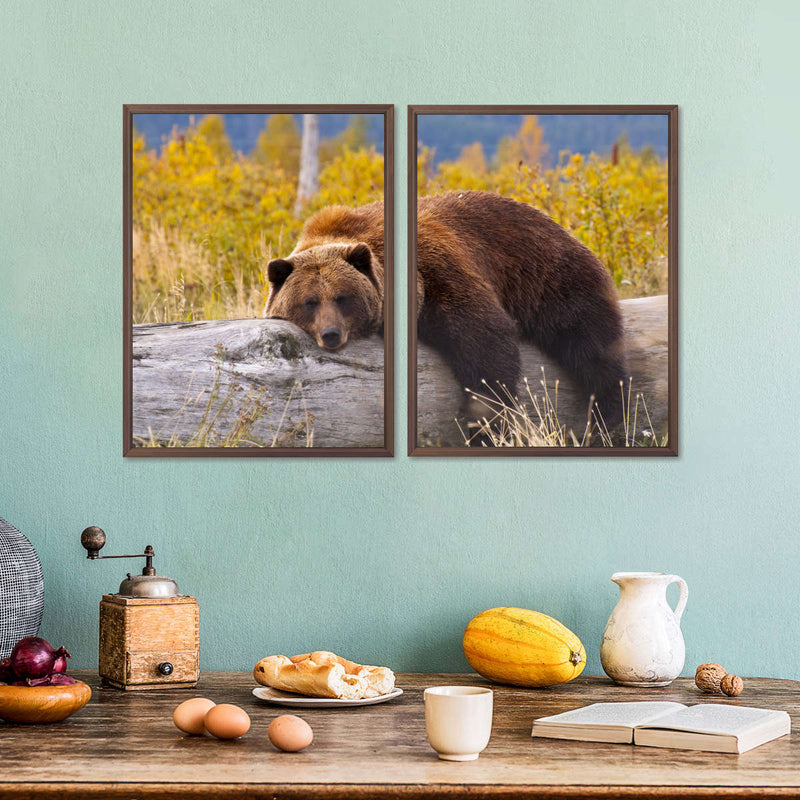 Resting Grizzly Bear Wall Art