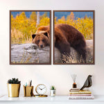 Resting Grizzly Bear Wall Art
