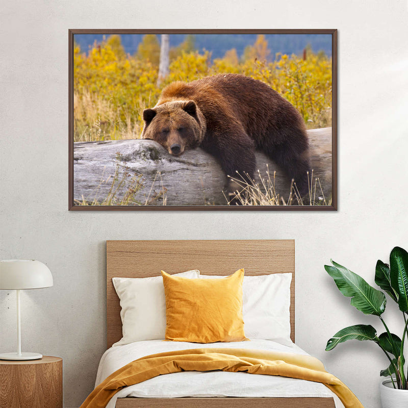 Resting Grizzly Bear Wall Art