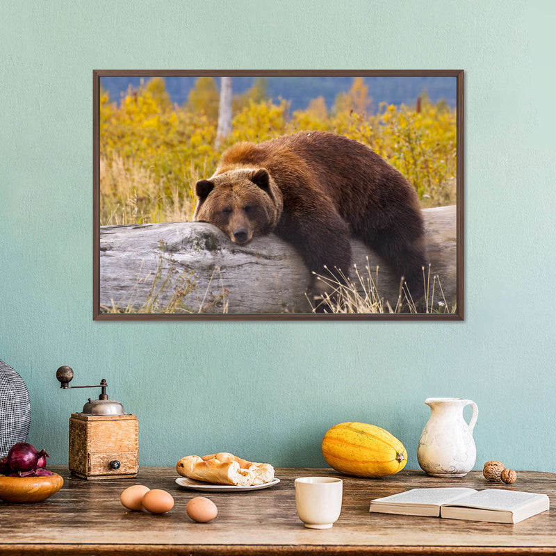Resting Grizzly Bear Wall Art