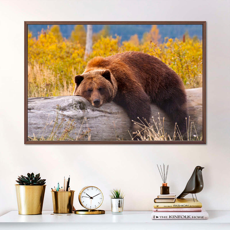 Resting Grizzly Bear Wall Art
