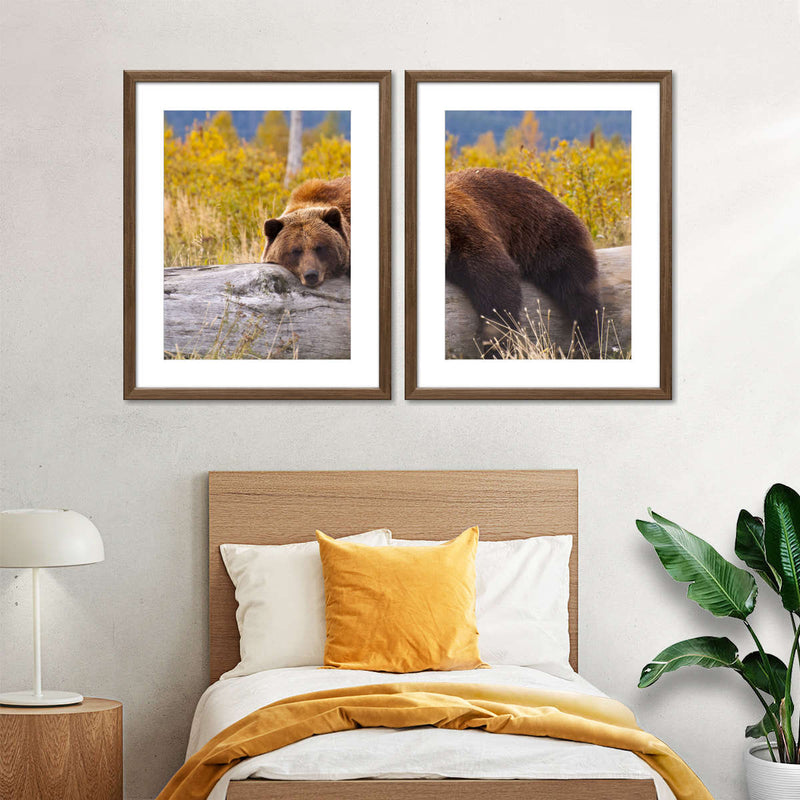 Resting Grizzly Bear Wall Art