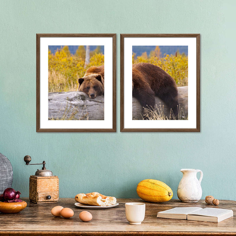 Resting Grizzly Bear Wall Art