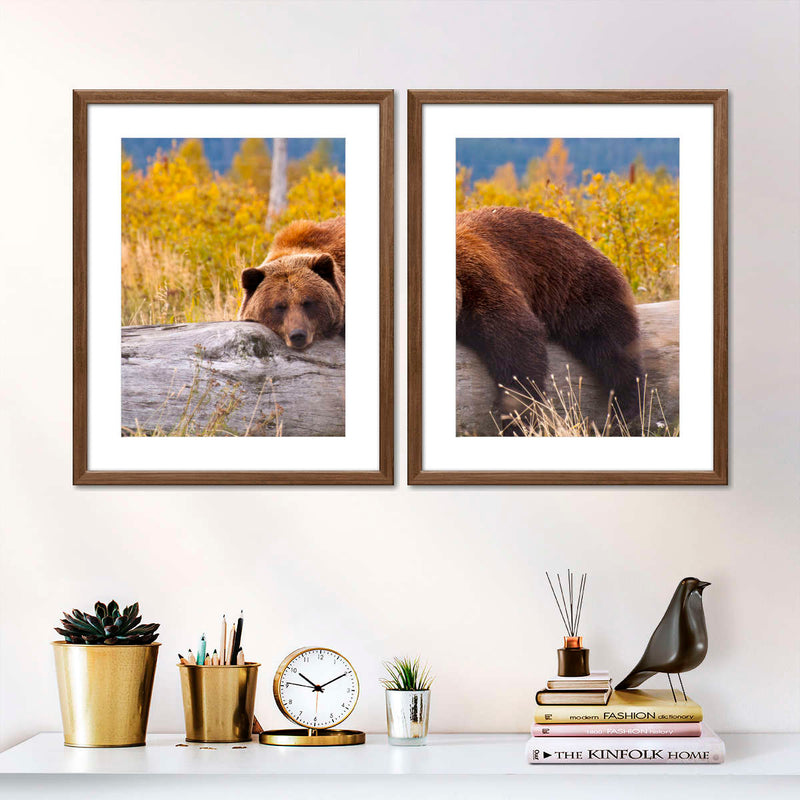 Resting Grizzly Bear Wall Art