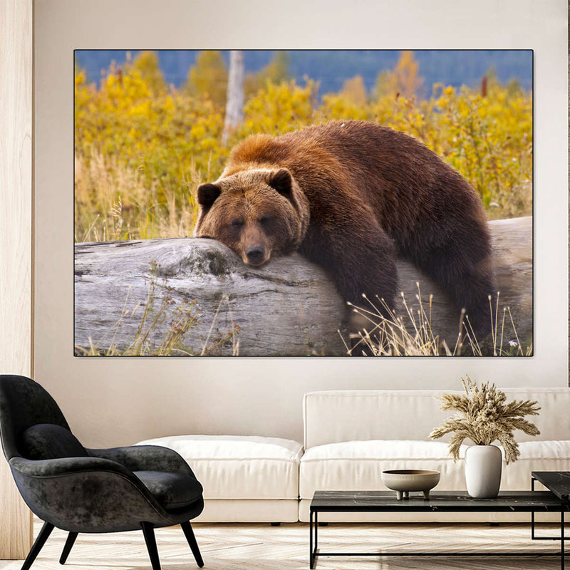 Resting Grizzly Bear Wall Art
