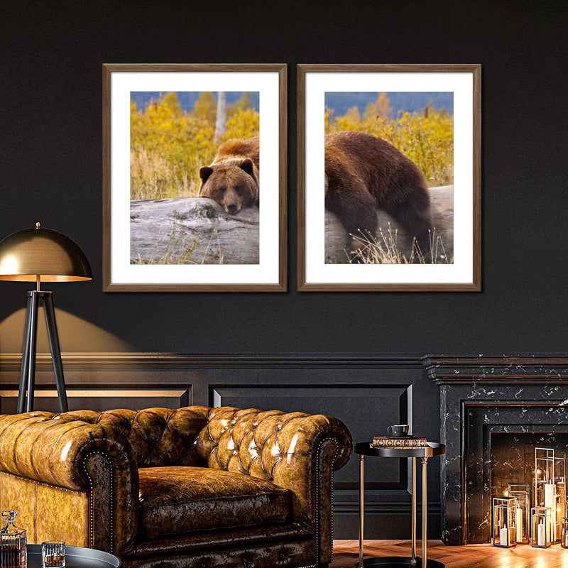Resting Grizzly Bear Wall Art
