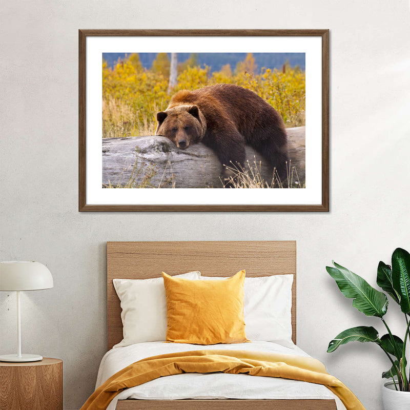 Resting Grizzly Bear Wall Art