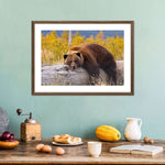 Resting Grizzly Bear Wall Art