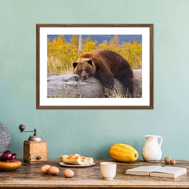 Resting Grizzly Bear Wall Art
