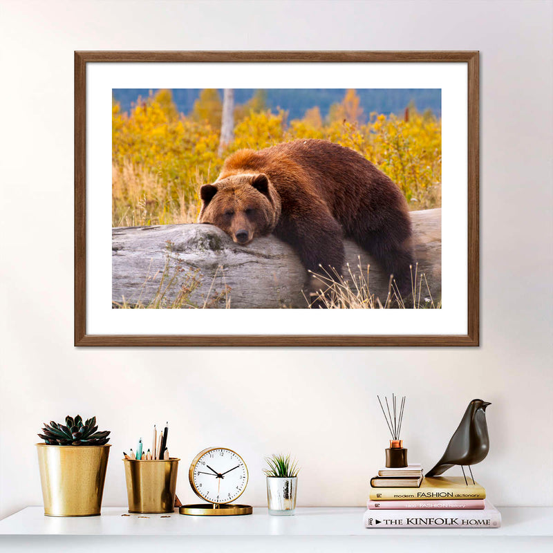 Resting Grizzly Bear Wall Art